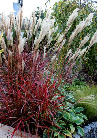 МІСКАНТУС  китайський Dronning Ingrid